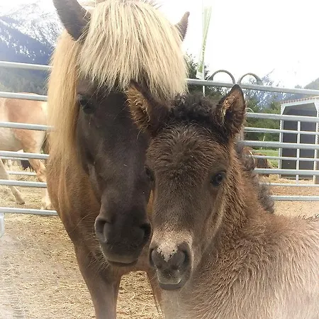 Reiterhof Berggut Gaicht Pensión 4*