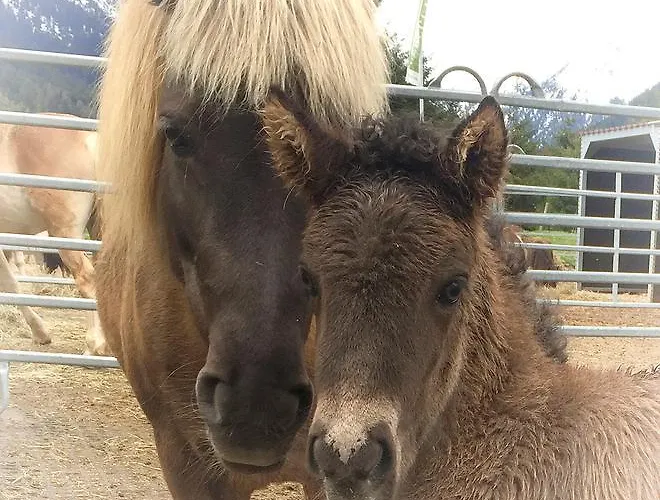 Reiterhof Berggut Gaicht Penzion 4*